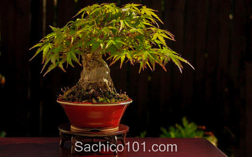 Những mẫu bonsai mini đẹp