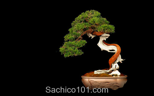 Những mẫu bonsai mini đẹp