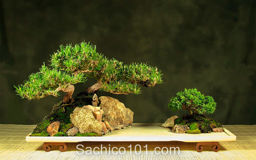 Những mẫu bonsai mini đẹp