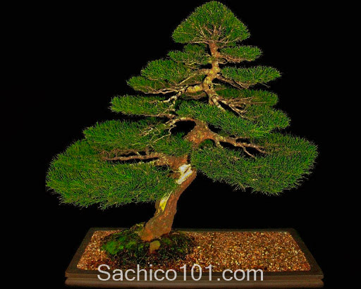Những mẫu bonsai mini đẹp