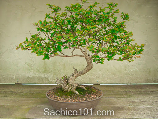 Những mẫu bonsai mini đẹp