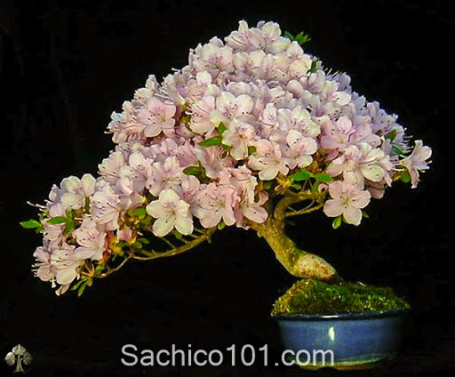 Những mẫu bonsai mini đẹp 