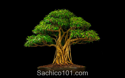 Những mẫu bonsai mini đẹp