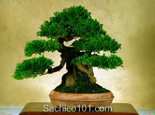 Những mẫu bonsai mini đẹp