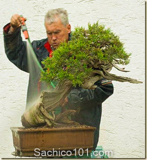 Những mẫu bonsai mini đẹp 