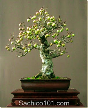nhung-mau-bonsai-mini-dep-6