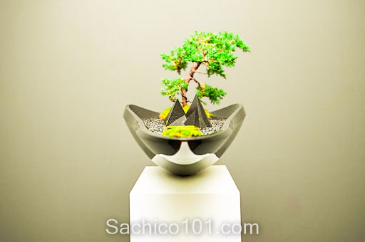 Những mẫu bonsai mini đẹp