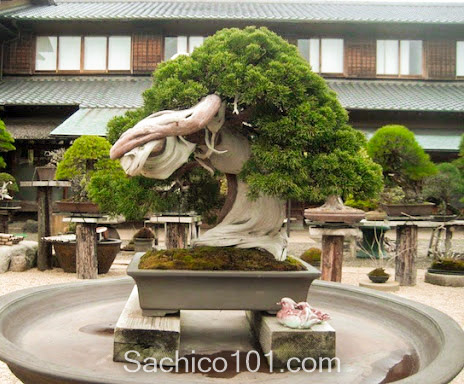 những mẫu bonsai mini đẹp