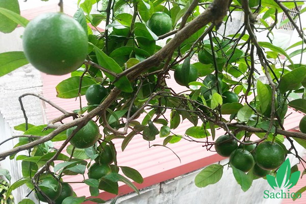 Các loại cây ăn trái dễ trồng