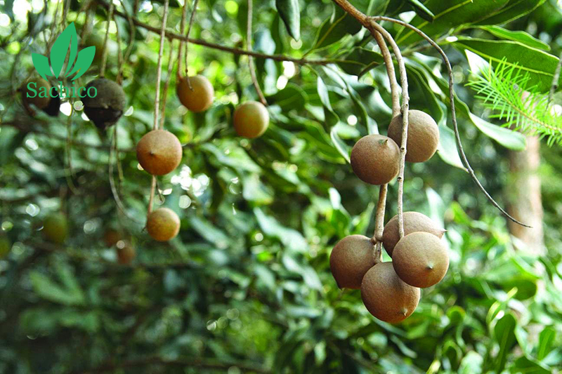 Quả macca có tác dụng gì