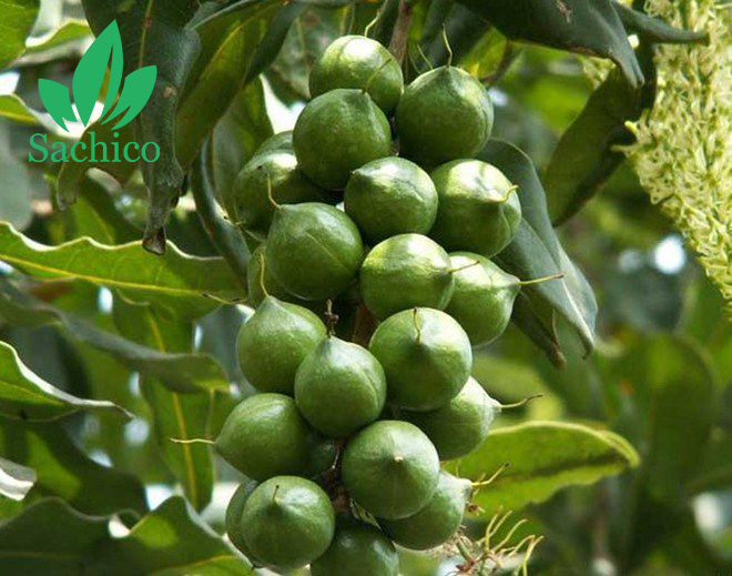 Quả macca có tác dụng gì