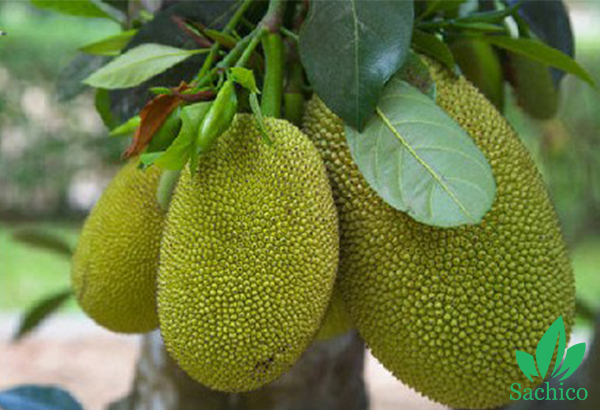 Các loại cây ăn trái dễ trồng