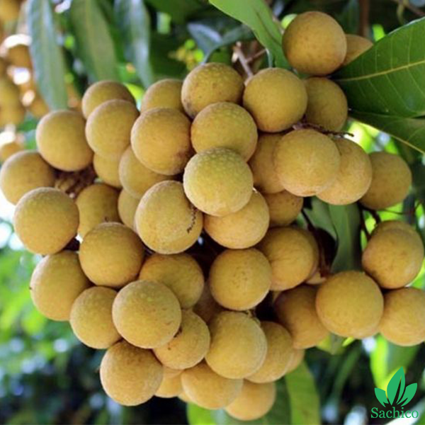 Các loại cây ăn trái dễ trồng