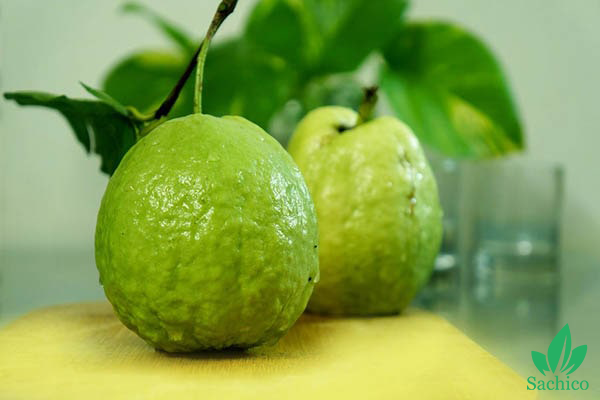 Các loại cây ăn trái dễ trồng