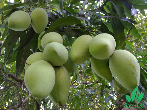 các loại cây ăn trái dễ trồng