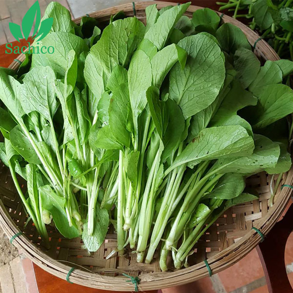 Tên các loại rau cải