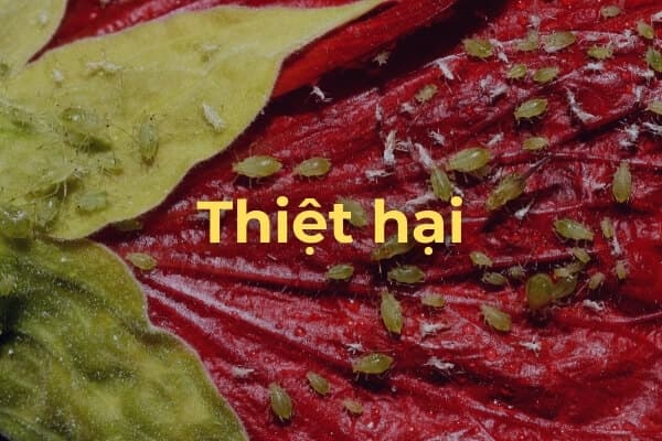 Các thiệt hại do Rệp gây ra