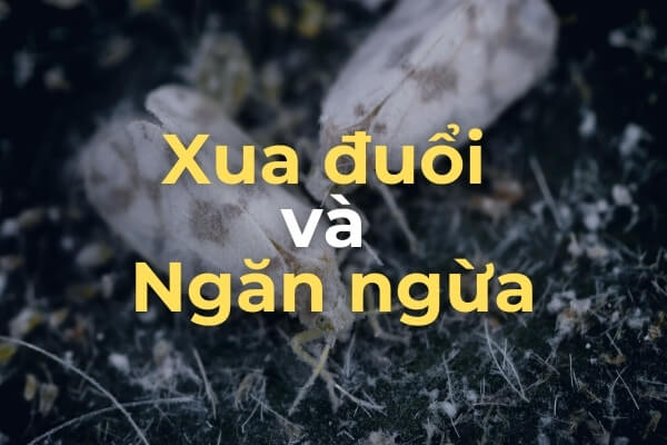 Cách kiểm soát ruồi trắng trong vườn