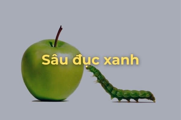 Sâu đục xanh trên cây táo