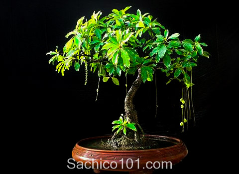 tạo thế cây lộc vừng