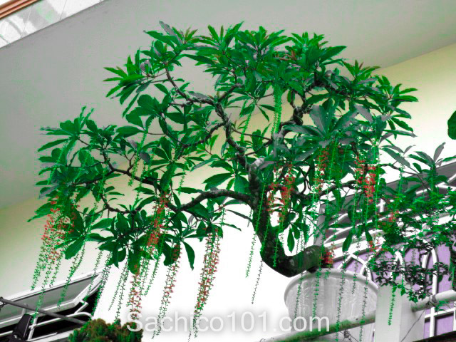 Tạo thế cây lộc vừng