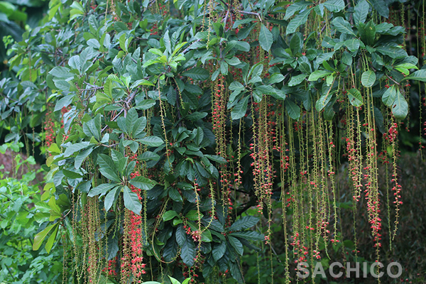 tạo thế cây lộc vừng