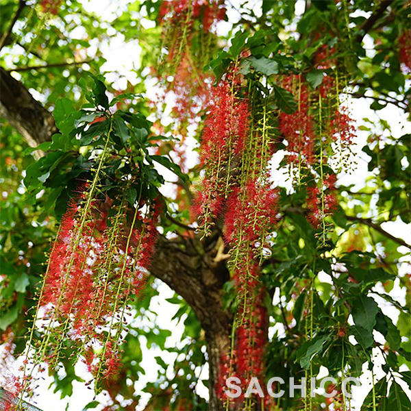 tạo thế cây lộc vừng