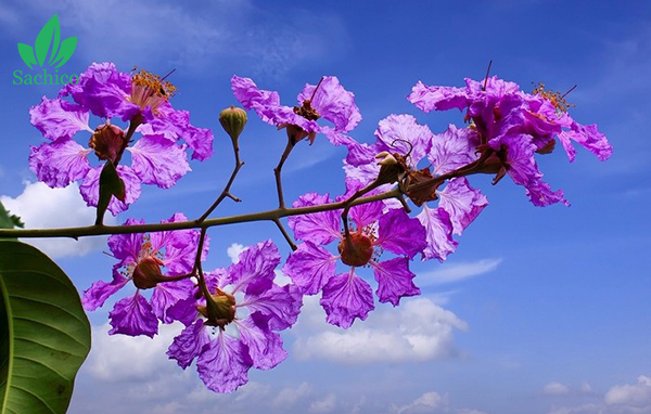 tên các loài hoa màu tím