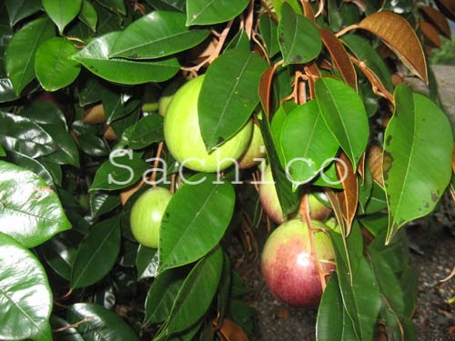 Cách trồng cây vũ sữa trước nhà