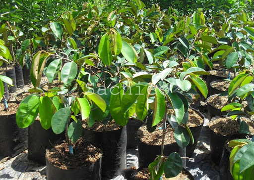 Cách trồng cây vũ sữa trước nhà