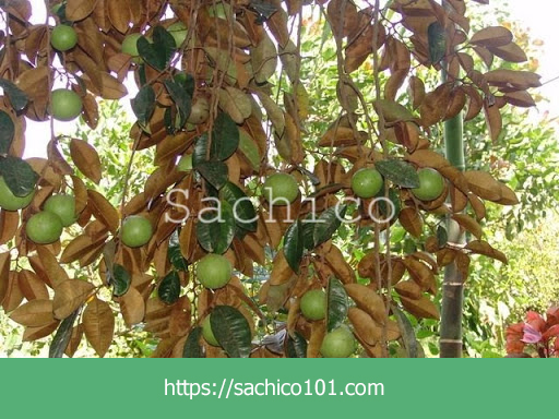 Cách trồng cây vũ sữa trước nhà