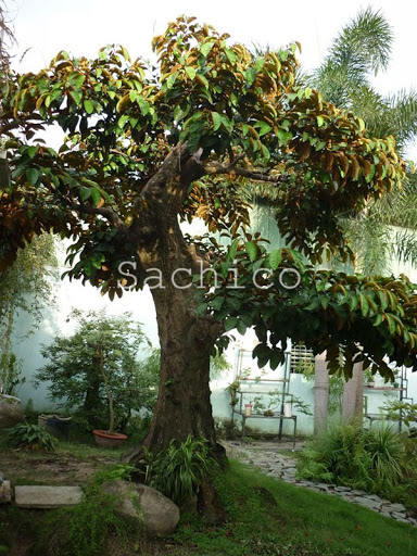 Cách trồng cây vũ sữa trước nhà