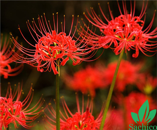 trồng hoa bỉ ngạn ở Việt nam