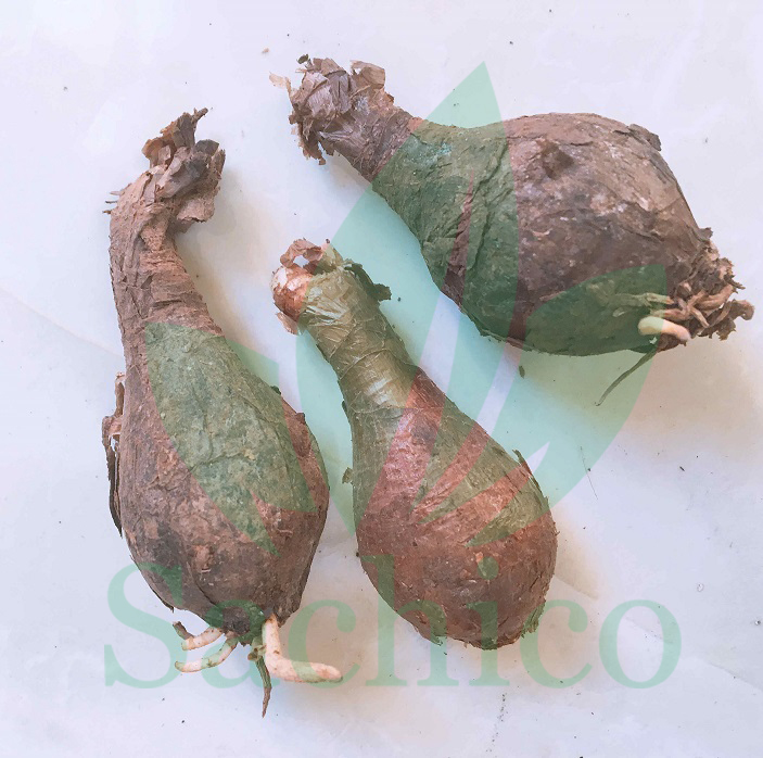 trồng hoa bỉ ngạn bằng củ