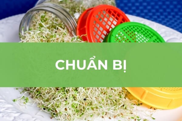 Chuẩn bị trồng rau mầm cỏ linh lăng