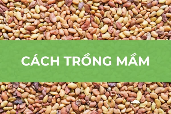 Hạt giống cỏ linh lăng