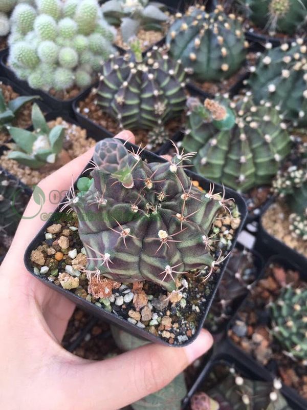 Tên các loại xương rồng