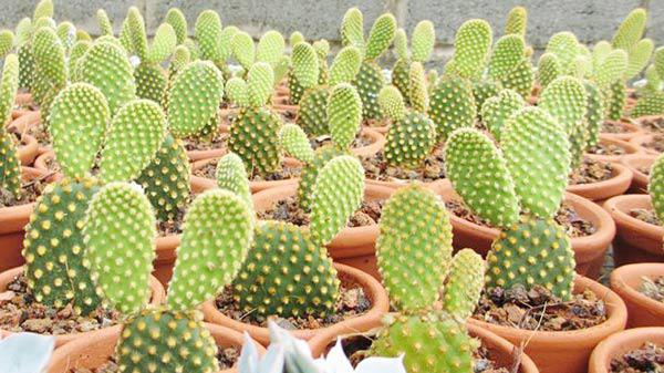 Tên các loại xương rồng