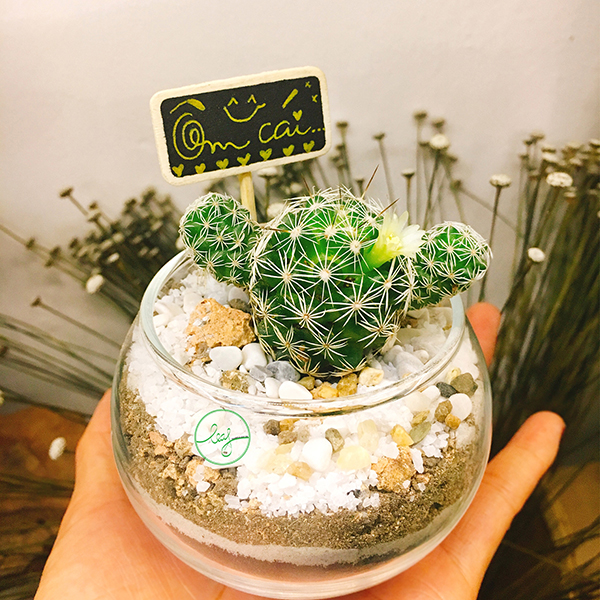 Tên các loại xương rồng