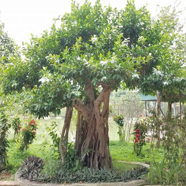 Các loại cây giâm cành phổ biến được nhiều người chuộng hiện nay 