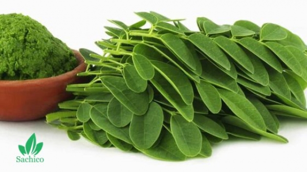 Cây Chùm Ngây và những điều bạn chưa biết