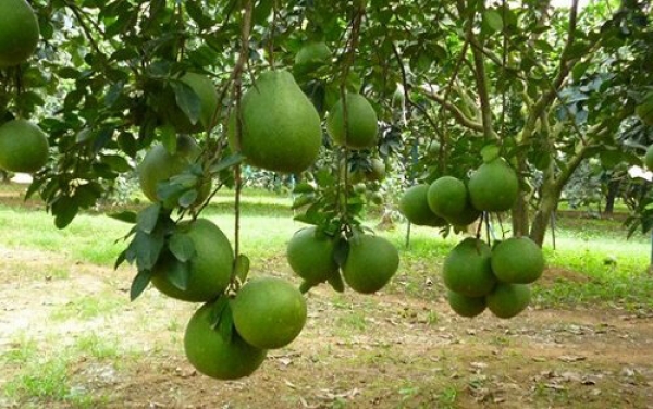 Kỹ thuật chăm sóc bưởi da xanh mới trồng phát triển tốt