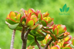 Những loài Hoa không cần Ánh nắng mặt trời 2023