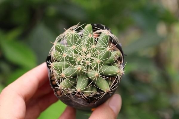 Tên các loại xương rồng đẹp nhất ở Việt Nam