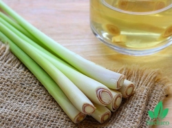 Cách làm Tinh Dầu Sả đơn giản tại nhà mà bạn có thể làm