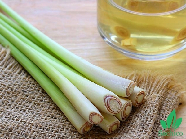 Cách làm tinh dầu sả đơn giản tại nhà mà bạn có thể làm