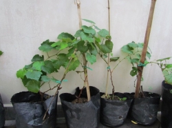 Hướng dẫn Cách trồng Nho bằng cành đơn giản và thành công