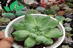 [#CHIA SẺ] Cách trồng Sen Đá Ra Hoa từ Chuyên Gia