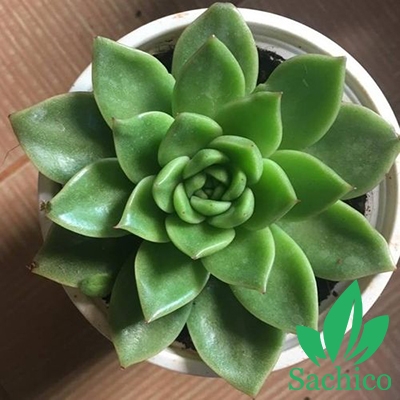 Cây giống sen đá