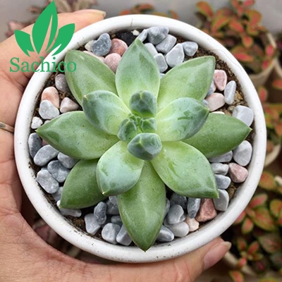 Cây giống sen đá